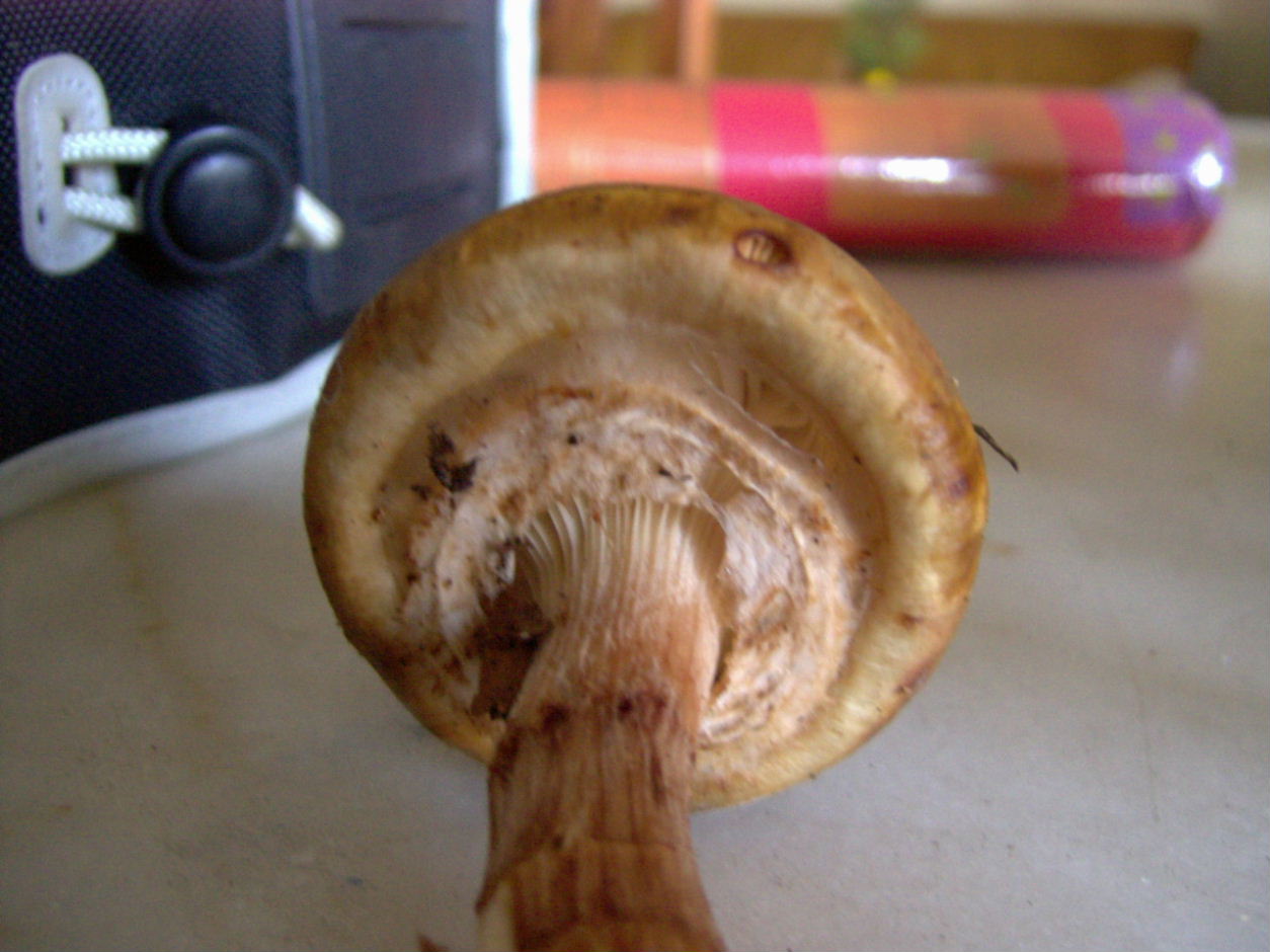 Armillaria mellea?